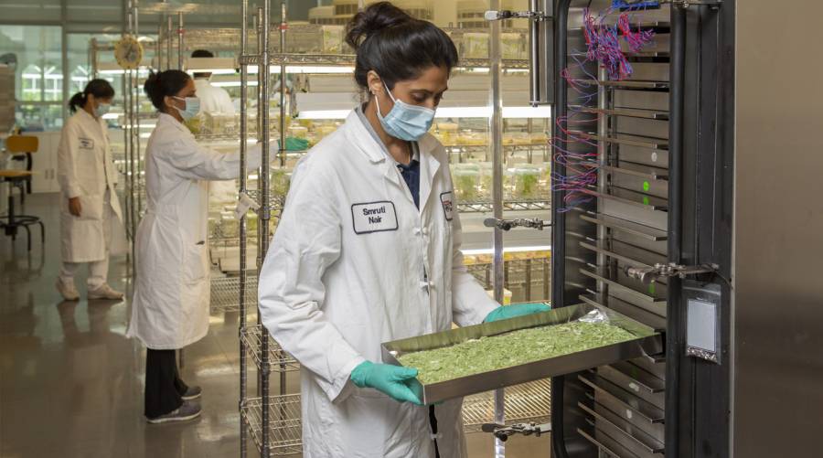 Dental researcher holding antiviral chewing gum made from bean protein to fight herpes and bird flu.