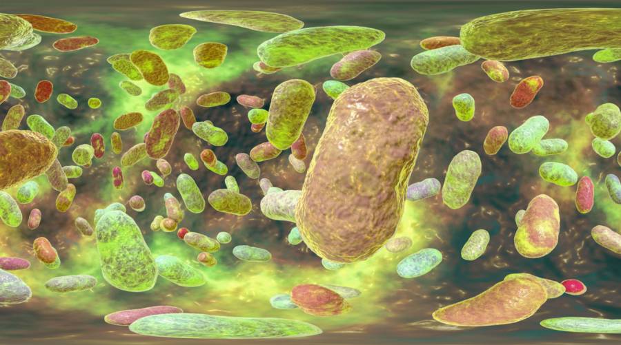 P. gingivalis research reveals antibodies targeting gum disease-related bacterial vesicles
